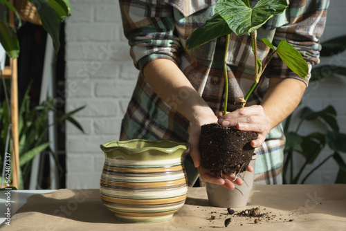 Transplanting a home plant Philodendron verrucosum into a new bigger pot in home interior. Caring for a potted plant, hands close-up photo