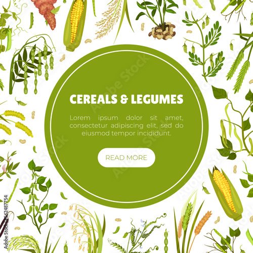 Organic Cereals and Legume Banner Design with Growing Crops and Plant Vector Template