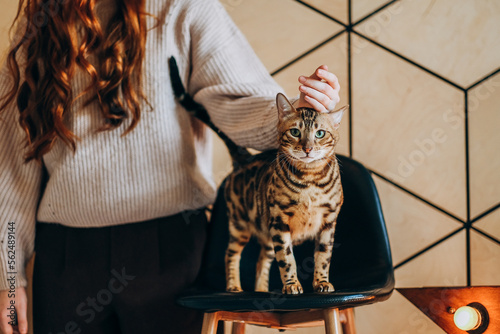 Bengal cat sits in a chair near his mistress. Love for cats.