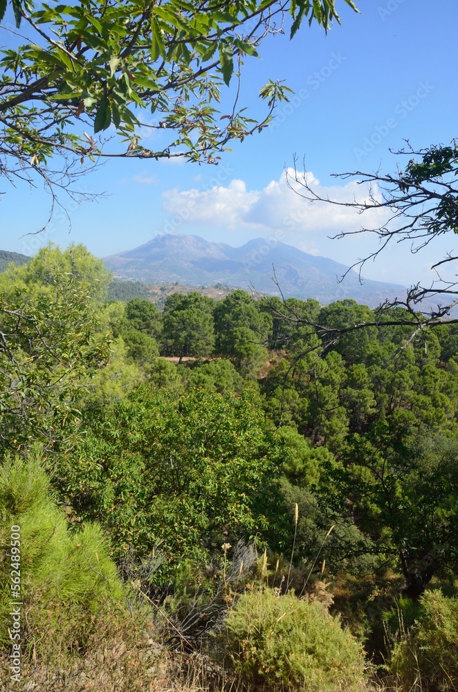 Obraz premium Paisajes de la Sierra de las Nieves, Tolox