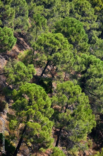 Pinar mediterraneo en Tolox  Sierra de las Nieves  Malaga