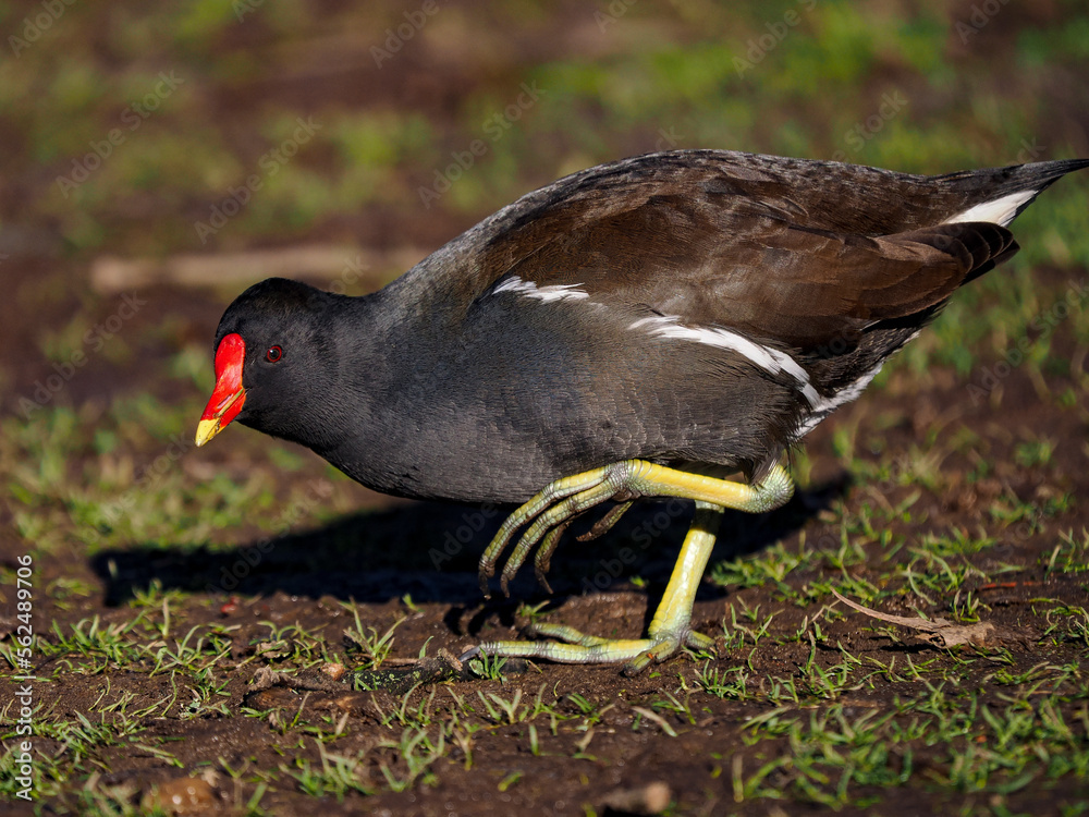 Obraz premium Teichhuhn (Gallinula chloropus)