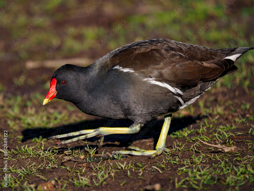 Obraz premium Teichhuhn (Gallinula chloropus)
