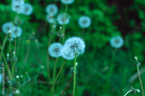 Close-up of a white dandelion on a green natural background. Dandelion inflorescences in summer or spring