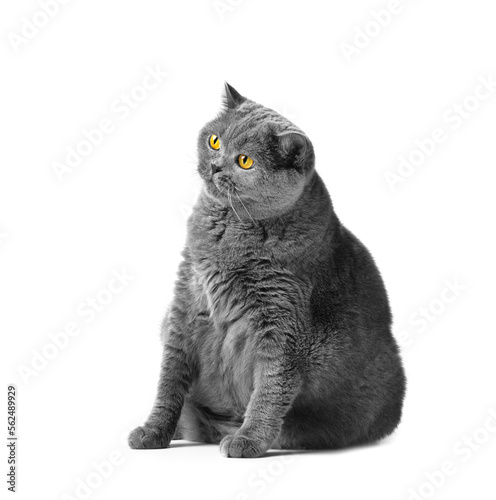 Fat British shorthair cat sitting in front of white background