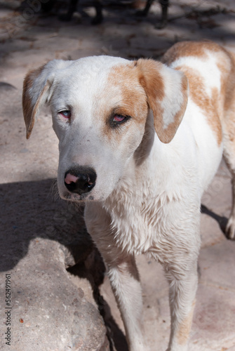 close up of a stray dog with damaged eyes
