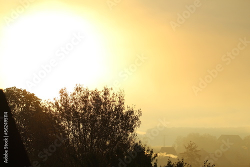 Baum im Nebel 4