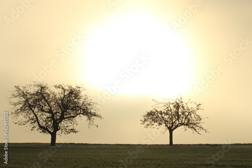 Baum im Nebel 3