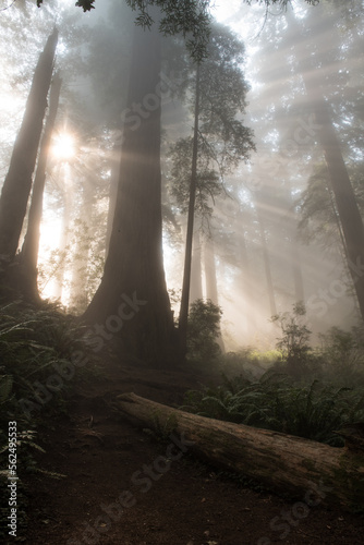 sunrise in the forest photo