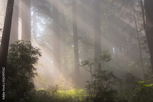 misty morning in the morning