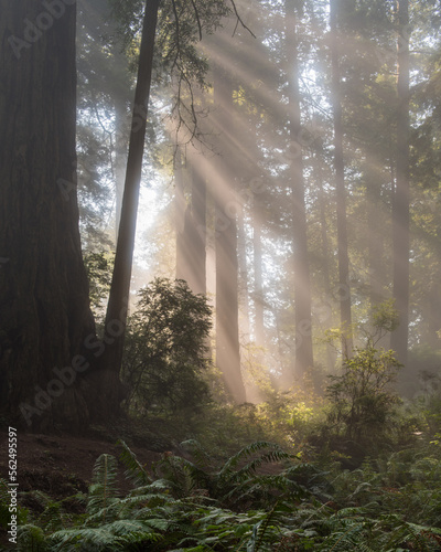Fototapeta Naklejka Na Ścianę i Meble -  morning in the forest