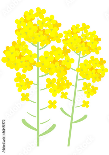 2本並んだかわいい菜の花のカットイラスト