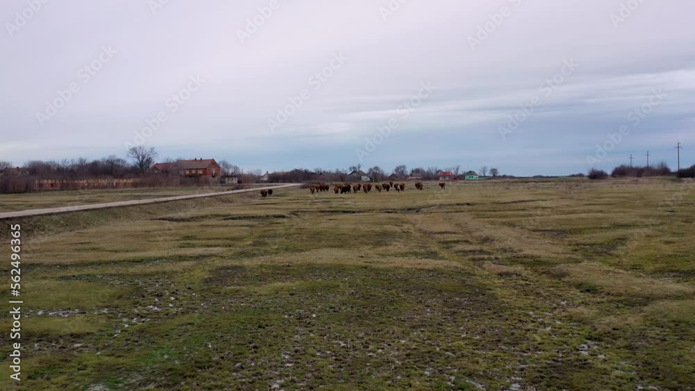 Flying with a camera drone over a herd of cows moving in unison back to the barn on a huge pasture Flying with a camera drone over a herd of cows moving in unison back to the barn on a huge pasture