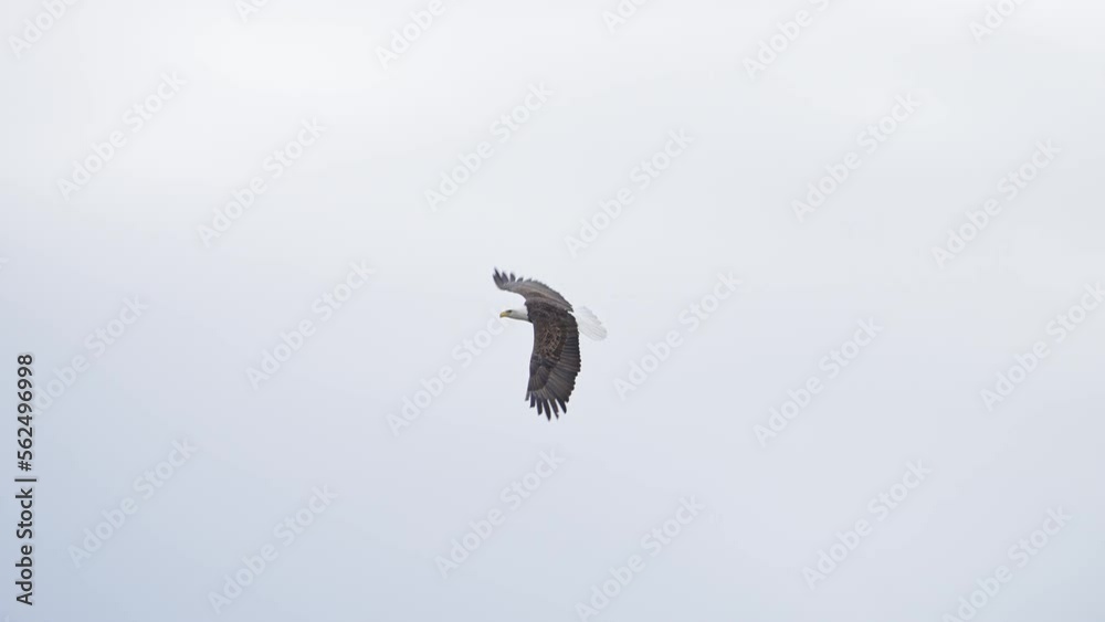 Bald Eagle flying through the sky in slow motion on cloudy day. Bald Eagle flying through the sky in slow motion on cloudy day.