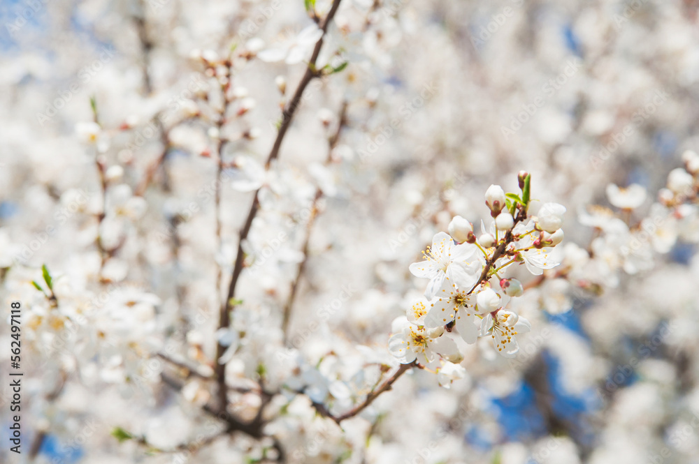 Springtime greeting card and copy space. Blooming spring trees close up. Springtime greeting card and copy space. Blooming spring trees close up.
