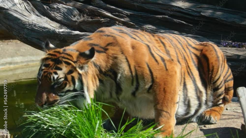 Close-up on a tiger eating grass. Predatory cat in the wild habitat. Vitamin rezhit tiger, wild cat. Close-up on a tiger eating grass. Predatory cat in the wild habitat. Vitamin rezhit tiger, wild cat.