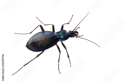 Carabus intricatus, the blue ground beetle, is a species of ground beetle living in Europe © Vera Kuttelvaserova