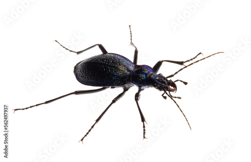 Carabus intricatus, the blue ground beetle, is a species of ground beetle living in Europe