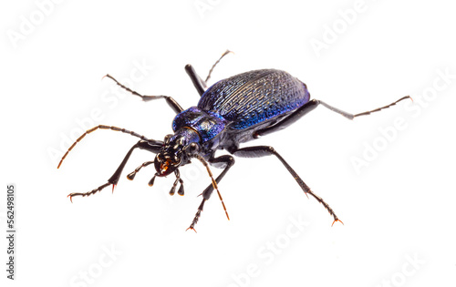 Carabus intricatus, the blue ground beetle, is a species of ground beetle living in Europe © Vera Kuttelvaserova