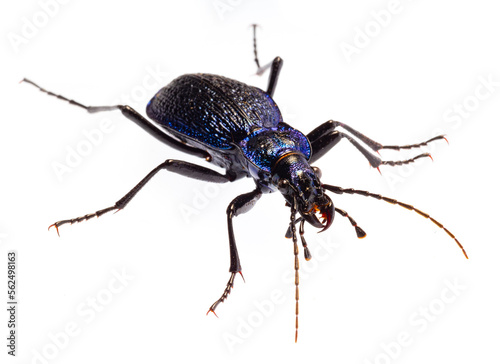 Carabus intricatus, the blue ground beetle, is a species of ground beetle living in Europe
