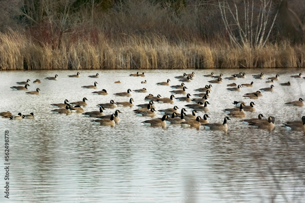 Canada Geese Swimming On An Urban Pond In Late December In Wisconsin Canada Geese Swimming On An Urban Pond In Late December In Wisconsin