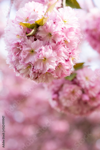 Japanische Kirschblüten © ErnstUlrich