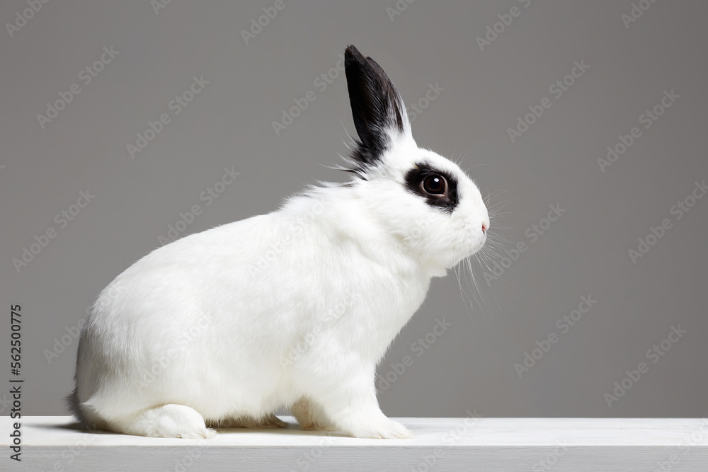 white rabbit with black ears. Easter bunny white rabbit with black ears. Easter bunny