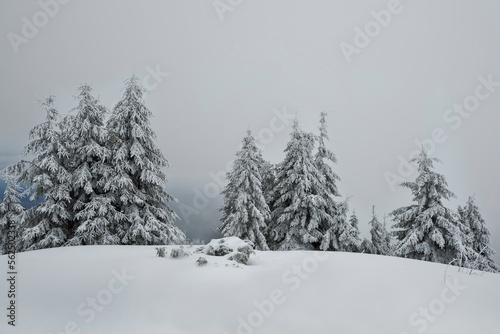  Snow-white firs on a snow-white meadow. Winter minimalism and graphics.