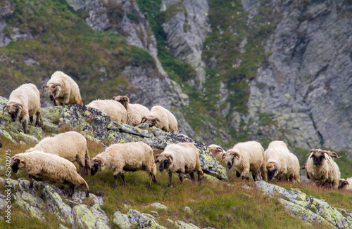 Sheep in the mountains