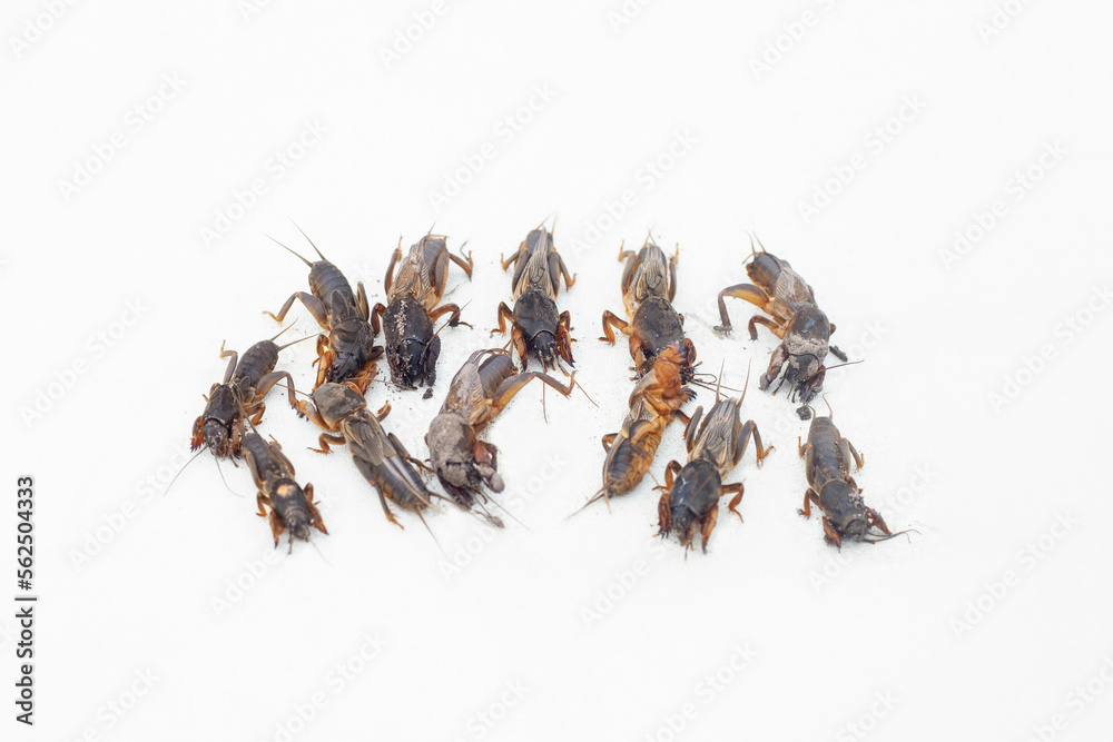 Fototapeta premium A lot of insect bear lies on a light background.
