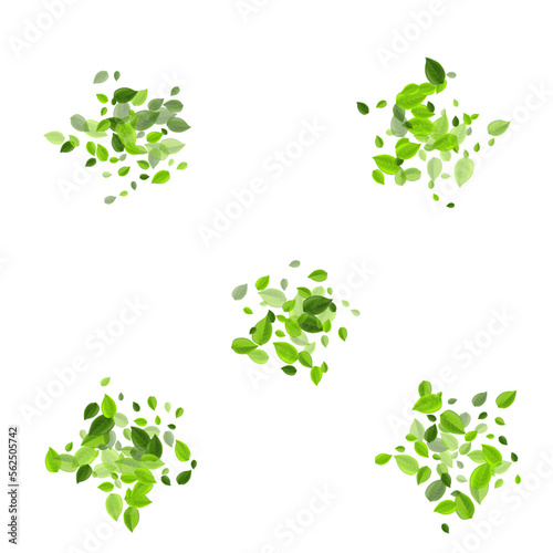 Forest Leaf Transparent Vector Illustration.
