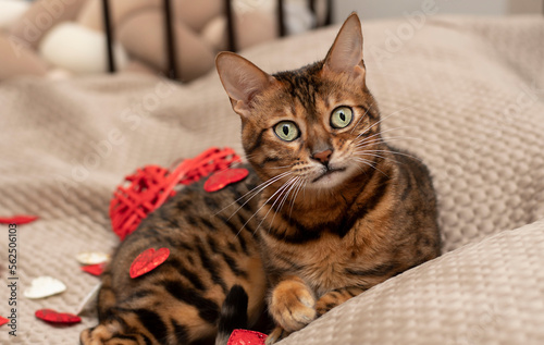 Valentine's day concept. A beautiful domestic red striped bengal cat lies on a bed with a red heart.