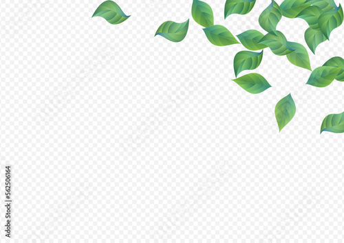 Lime Leaves Fresh Vector Transparent Background