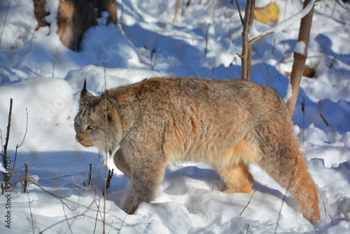 In winter Canada lynx or Canadian lynx is a North American mammal of the cat family, Felidae