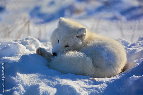 In winter arctic fox (Vulpes lagopus), also known as the white, polar or snow fox, is a small fox native to the Arctic regions of the Northern Hemisphere and common throughout the Arctic tundra biome