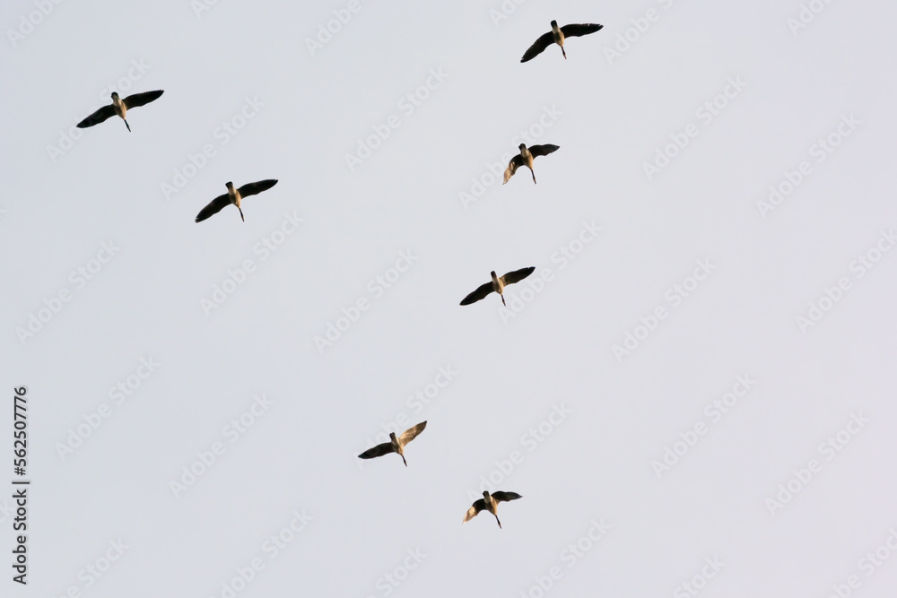 Canada Geese Flying In A V Formation