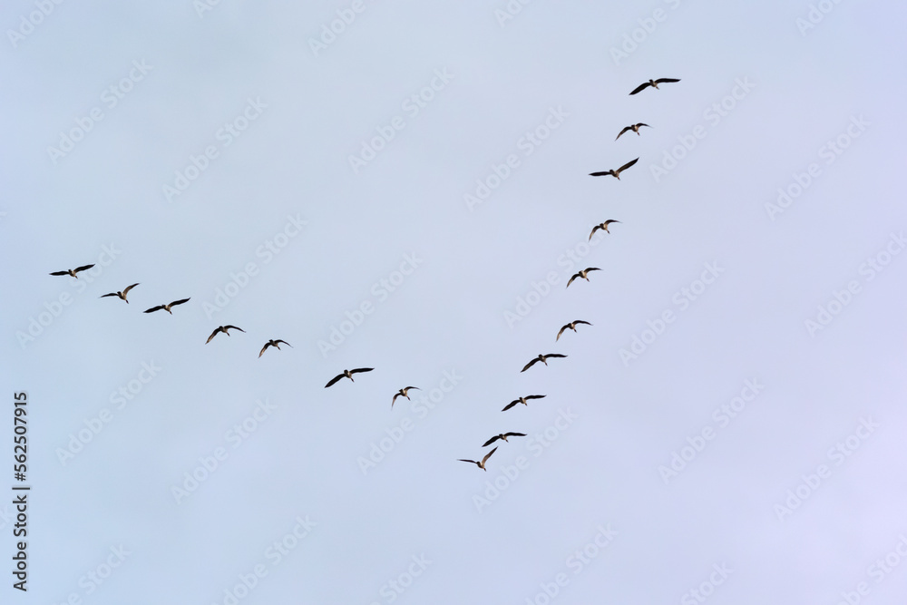 Canada Geese Flying In A V Formation Canada Geese Flying In A V Formation
