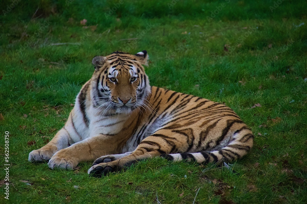 Fototapeta premium tiger in the zoo