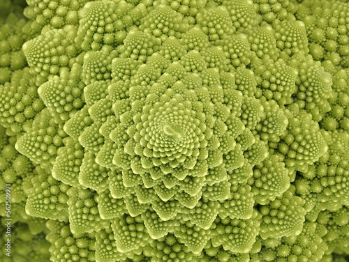top view of a fresh green romanesco broccoli cabbage, abstract looking florets of a roman cauliflower, texture of a green vegetable