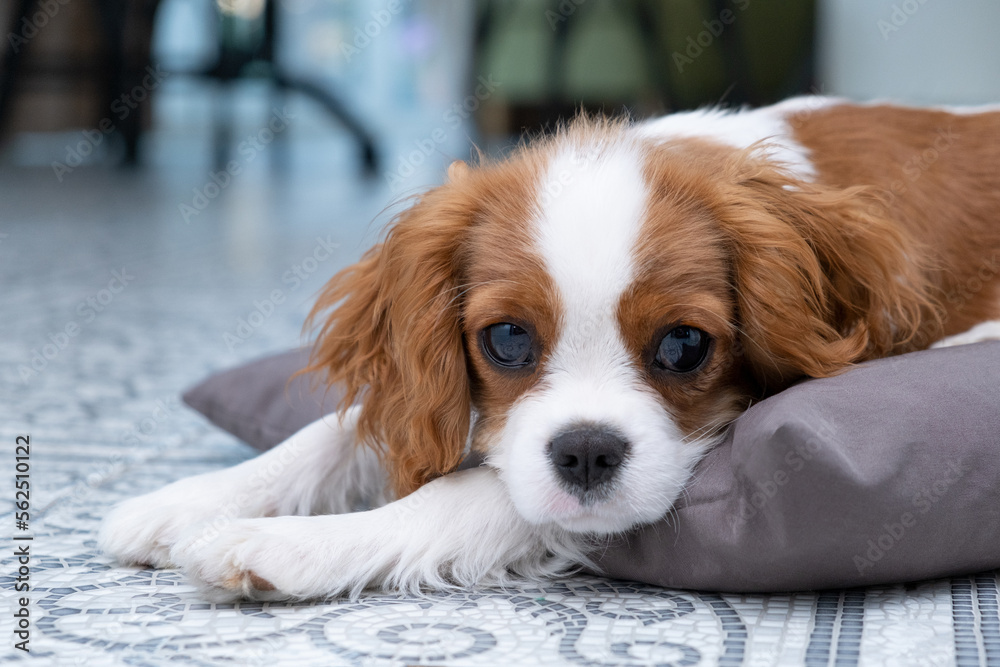 Close up portrait of Cute dog puppy. Cavalier King Charles Spaniel Blenheim. Banner