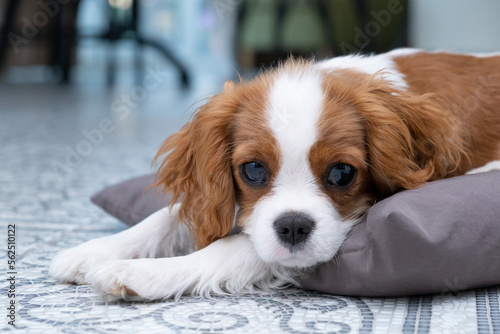 Close up portrait of Cute dog puppy. Cavalier King Charles Spaniel Blenheim. Banner