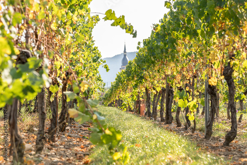 Obraz na plátně Vineyard with old church in Alsace, France