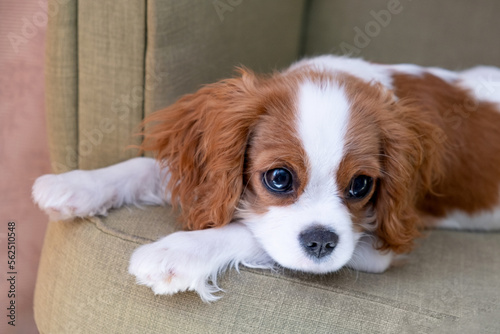 Close up portrait of Cute dog puppy. Cavalier King Charles Spaniel Blenheim. Banner