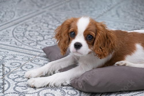 Close up portrait of Cute dog puppy. Cavalier King Charles Spaniel Blenheim. Banner