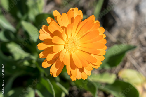 Obraz na płótnie Orange calendula flower w salonie