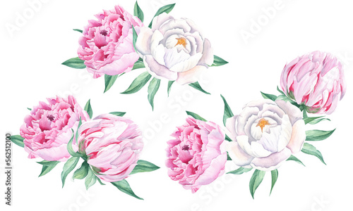 Fototapeta Naklejka Na Ścianę i Meble -  Watercolor peonies bouquets set. Hand painted combination of white and pink flowers and green leaves isolated on white background. Can be used for greeting cards, wedding invitations, save the date