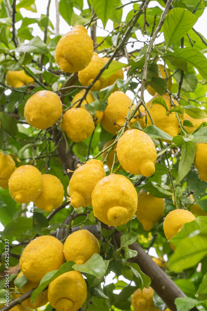 Ripe yellow lemons in water drops after the rain hanging on a branch