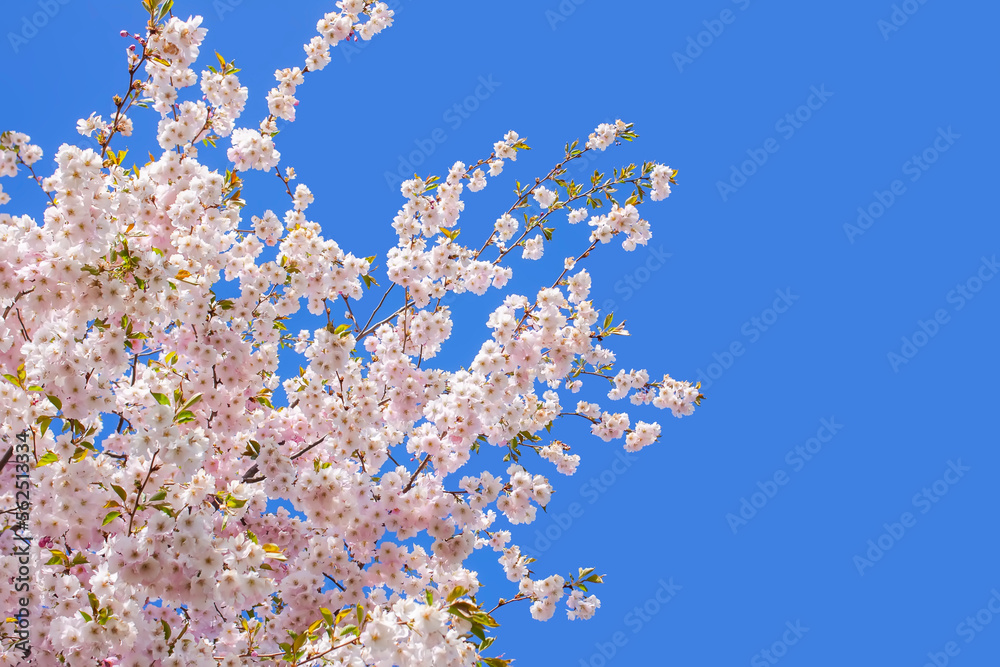 Beautiful branches of pink cherry or Sakura flowers in a park. Spring blossoms on blue sky background, Beautiful branches of pink cherry or Sakura flowers in a park. Spring blossoms on blue sky background,