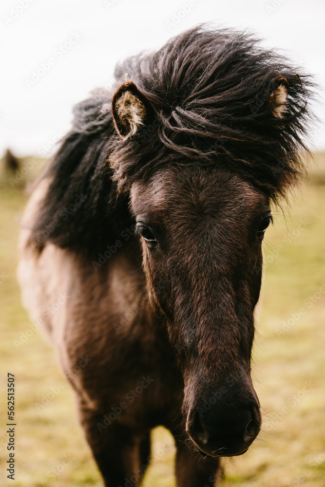 Fototapeta premium Island Pony