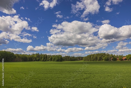 Gorgeous view of rural landscape with rye fields against blue sky with white clouds. Sweden.